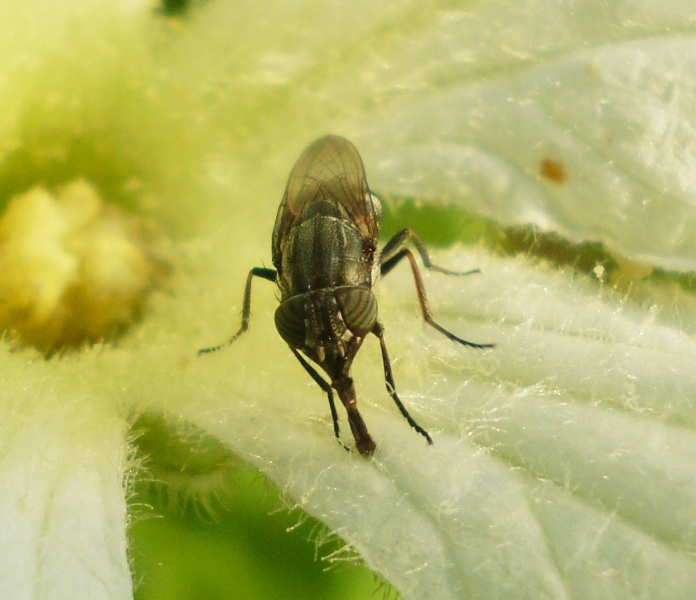 Stomorhina lunata (Calliphoridae)